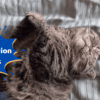 Dehydration in cats Signs to Look For