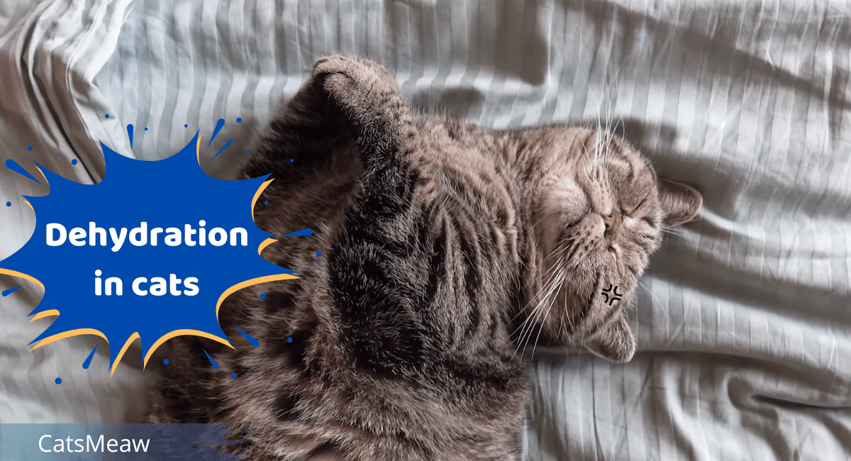 Dehydration in cats: 5 Signs to Look For - Catsmeaw