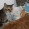 Introducing Two Cats Best Tips & Tricks