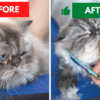 Shaving a cat Best Ultimate Guide