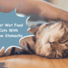 The Best Wet Food For Cats With Sensitive Stomachs