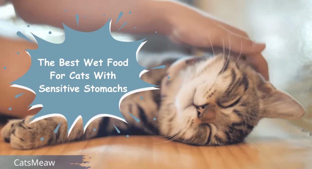 The Best Wet Food For Cats With Sensitive Stomachs