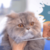 The Cat Grooming Guide