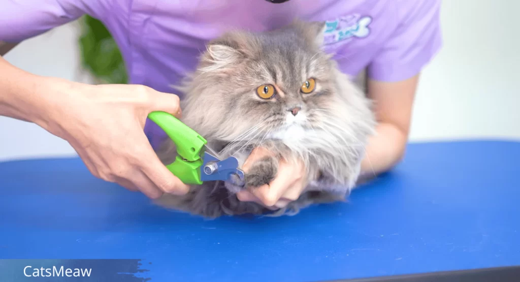 The Cat Grooming Guide