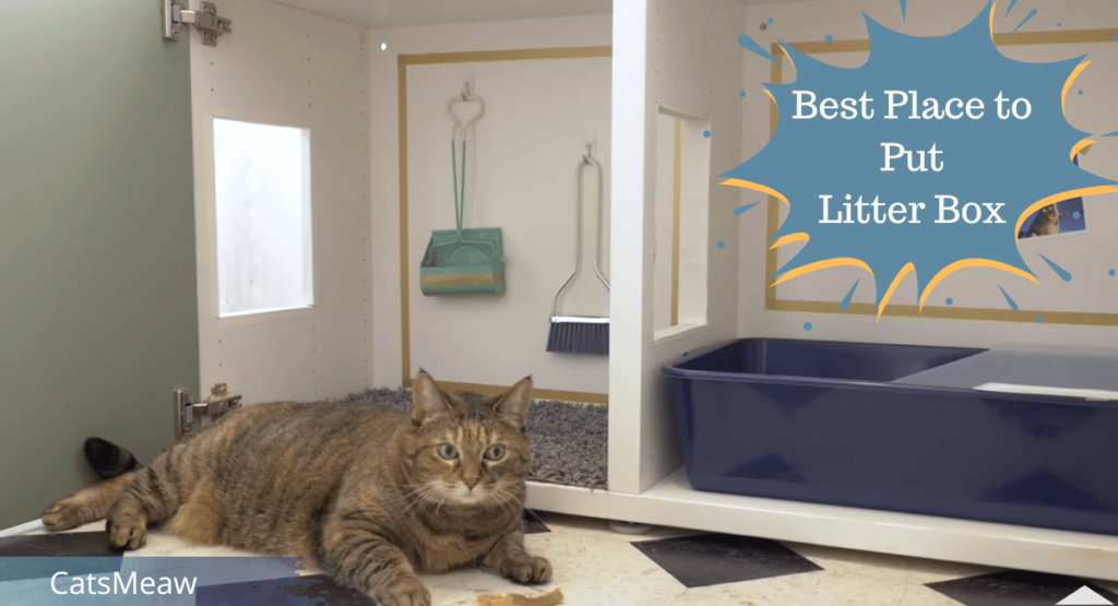 What is The Best Place to Put a Litter Box