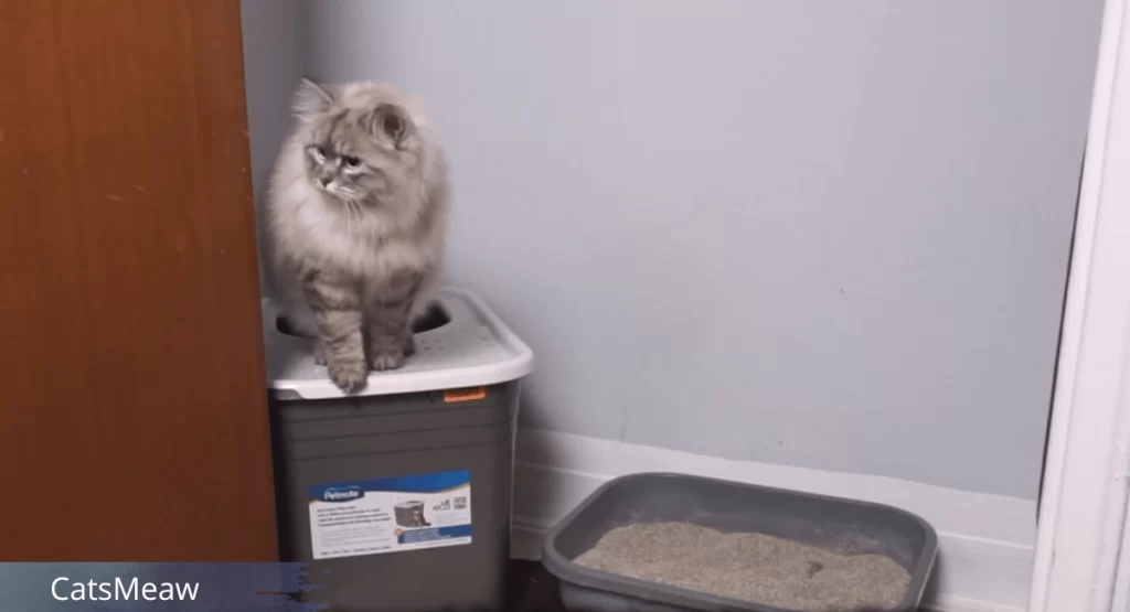 What is The Best Place to Put a Litter Box