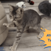 Ataxia in Cats Expert treatment for your Feline