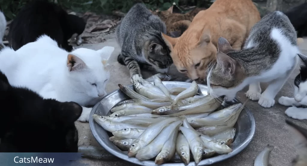 Fish Allergy in Cats: Is Your Feline Sensitive to Seafood