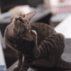 Cat Itchy Ears Common Causes & Treatment