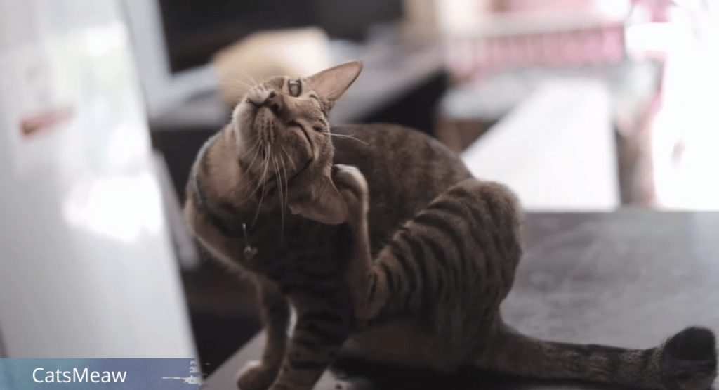 Cat Itchy Ears Common Causes & Treatment