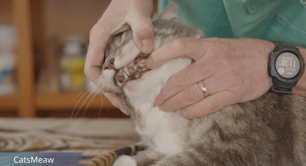 Cat Teeth Grinding Causes & Best Solutions