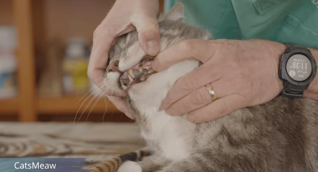 Cat Teeth Grinding Causes & Best Solutions