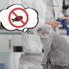 Fish Allergy in Cats Is Your Feline Sensitive to Seafood