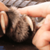 Infected Cat Claws Causes & Best Treatment