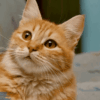 Orange Tabby Cat Characteristics & Behavior