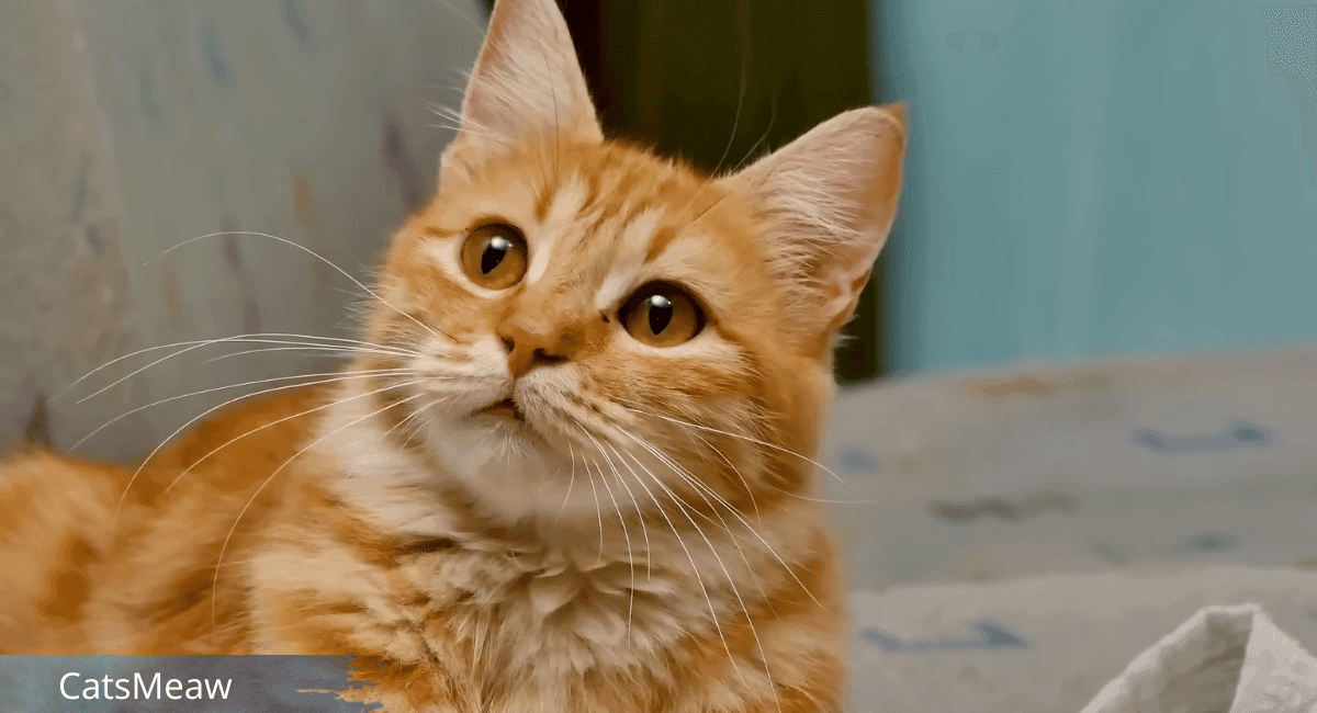 Orange Tabby Cat Characteristics & Behavior