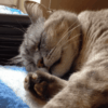 Reasons Behind Cat Twitching in Sleep