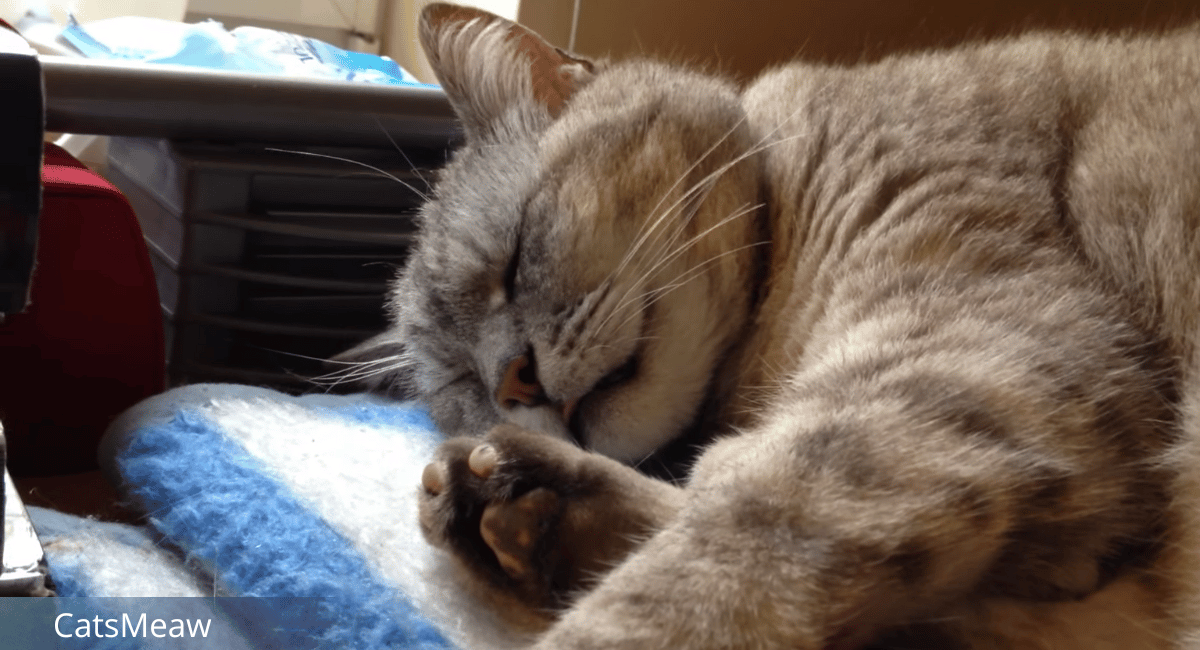 Reasons Behind Cat Twitching in Sleep