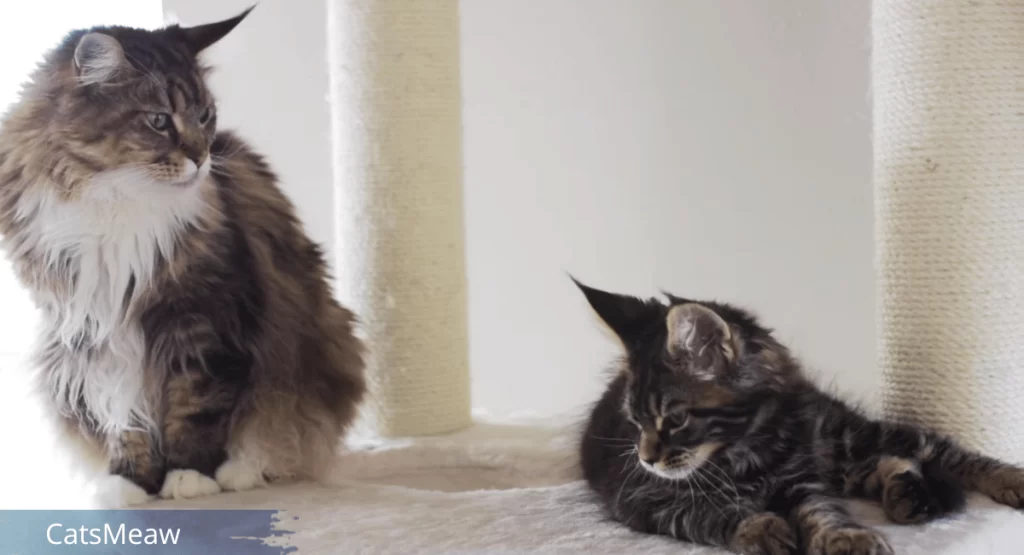 Top 5 Tips for Introducing a Kitten to an Older Cat