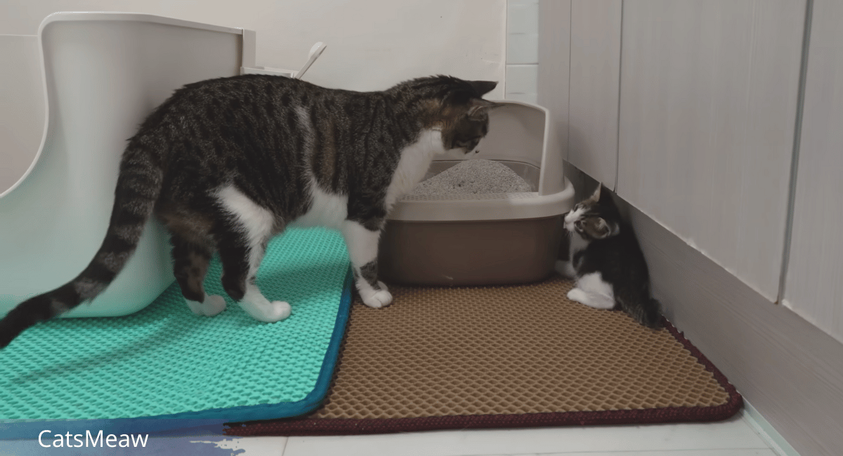 Top 5 Tips for Introducing a Kitten to an Older Cat