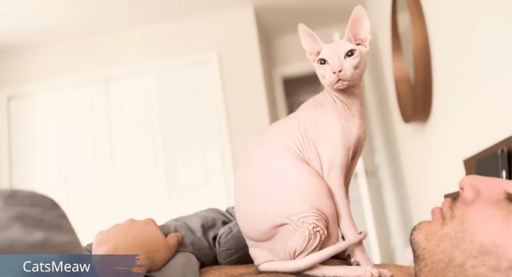 Ultimate Guide to Sphynx Cat Care