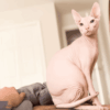 Ultimate Guide to Sphynx Cat Care