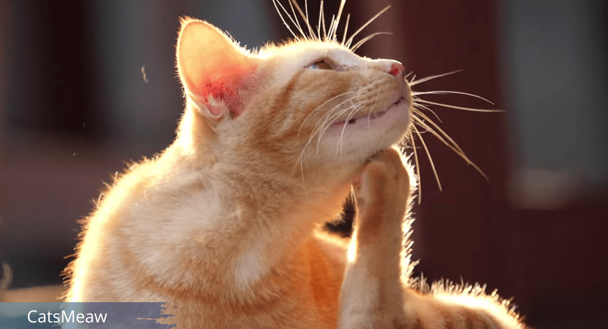 Allergies in Cats Causes, Symptoms and Best Treatments