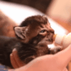 Bottle Feeding a Kitten 6 Steps You Need to Know