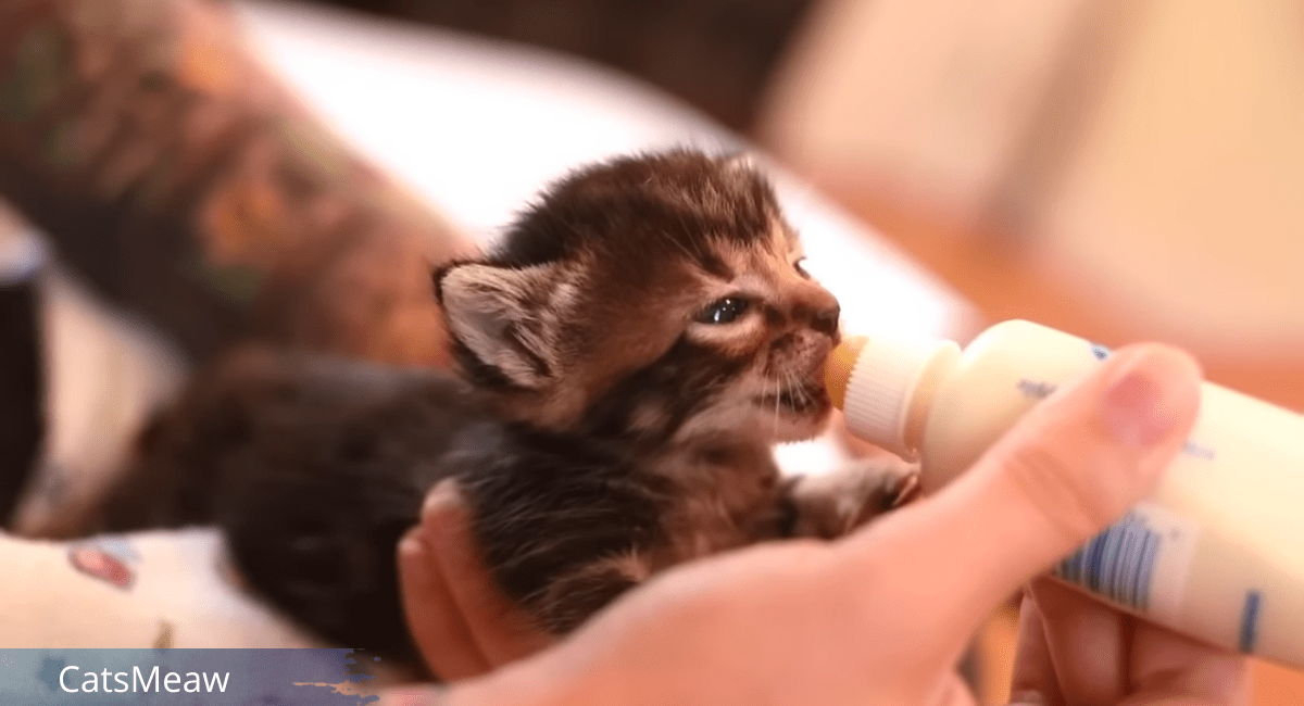 Bottle Feeding a Kitten 6 Steps You Need to Know