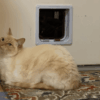 Cat Flap Training Best Methods That Work!