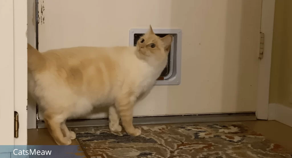 Cat Flap Training Best Methods That Work!