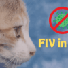 FIV in Cats Symptoms, Causes & Treatments