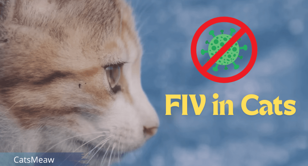 FIV in Cats Symptoms, Causes & Treatments