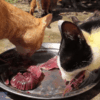 Feeding Stray Cats Tips and Best Practices