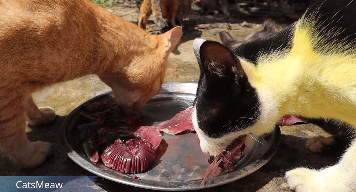 Feeding Stray Cats Tips and Best Practices