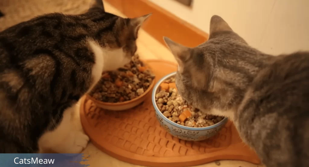 How Much to Feed a Cat Feeding Guidelines