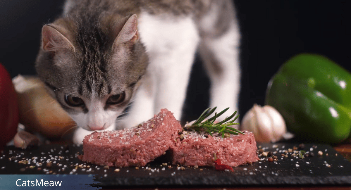 How Much to Feed a Cat Feeding Guidelines