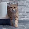 How to Choose the Best Litter Box for Your Cat