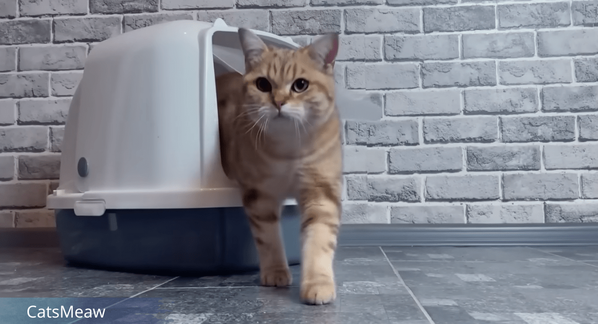 How to Choose the Best Litter Box for Your Cat