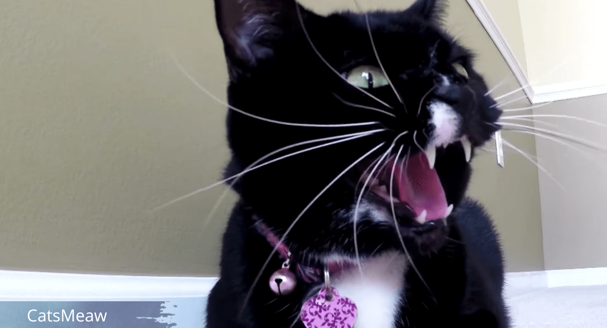 The 10 Causes of Aggression in Cats