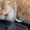 Cat Twitching in Sleep Causes and Best Solutions