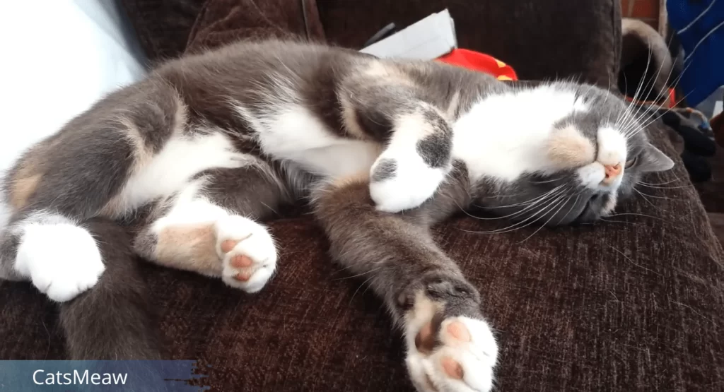 12 Reasons Behind Cat Rolling on Back