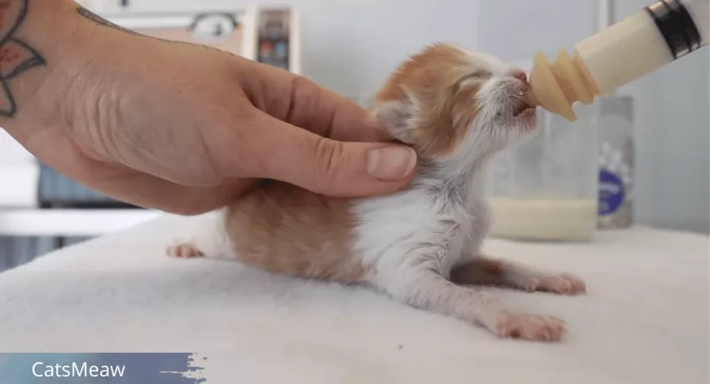 How to Foster Kittens: Best Step-by-Step Guide