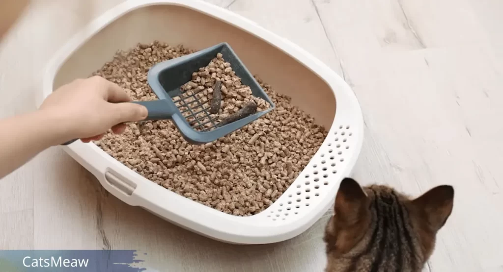 How often to Change Cat Litter?