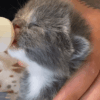 How to Foster Kittens Best Step-by-Step Guide