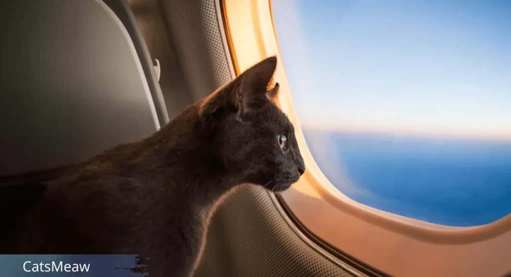 The Best Checklist for Flying with Cats