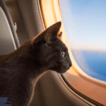 The Best Checklist for Flying with Cats