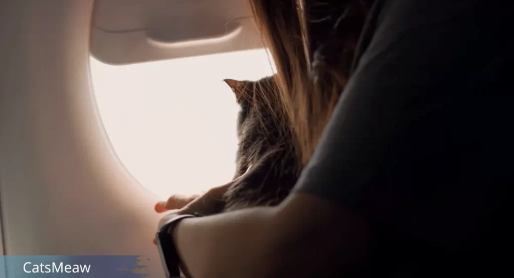 The Best Checklist for Flying with Cats