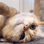 5 Reasons Why Do Cats Purr