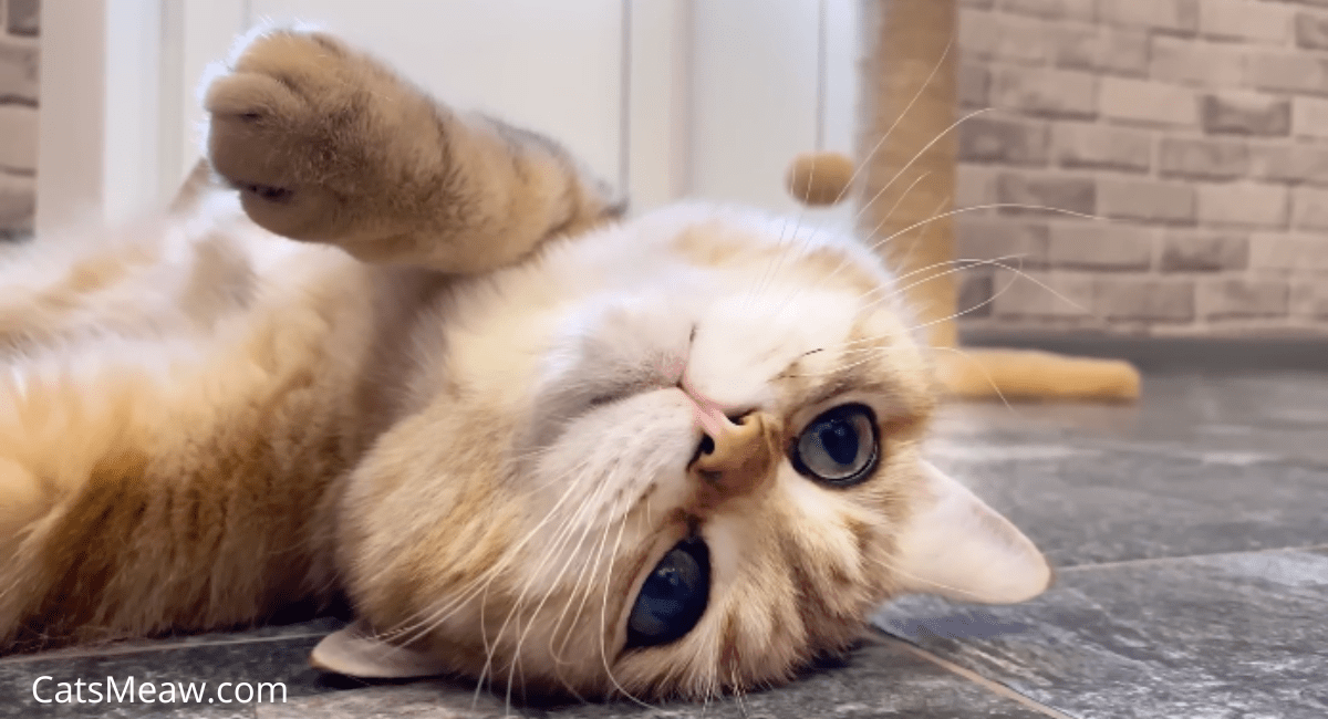 5 Reasons Why Do Cats Purr